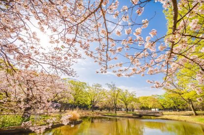 Japonya'da Sonbaharın En Güzel Hali resmi