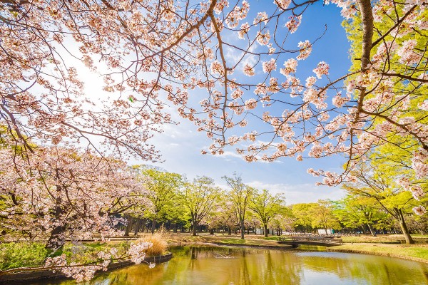 Sonbaharda Japonya'nın En Güzel Hali resmi