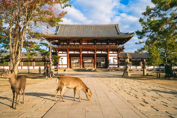 Sonbaharda Japonya'nın En Güzel Hali resmi