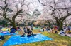 Sonbaharda Japonya'nın En Güzel Hali resmi