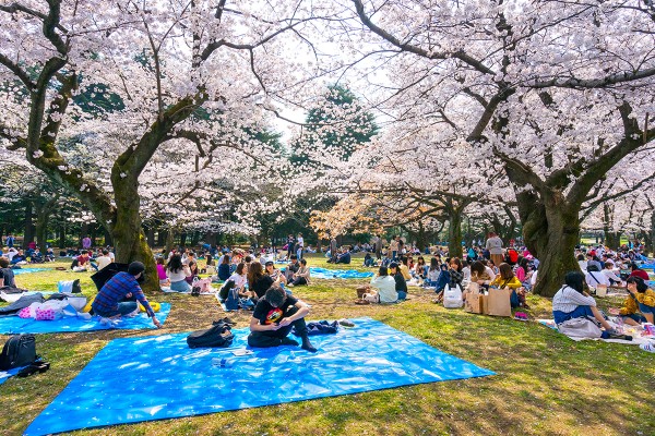 Sonbaharda Japonya'nın En Güzel Hali resmi