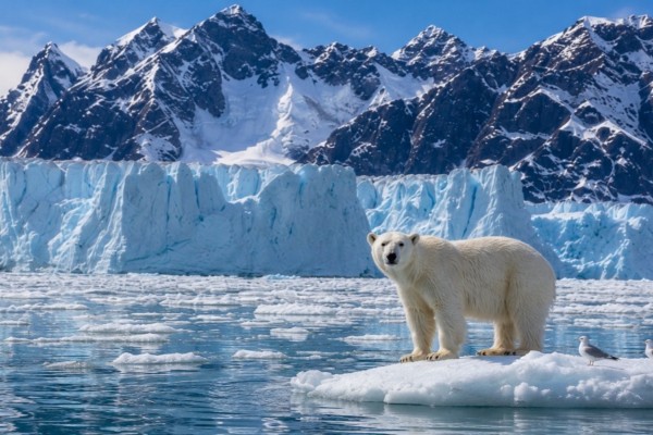 Kutup Ayılarının Krallığı: Svalbard resmi
