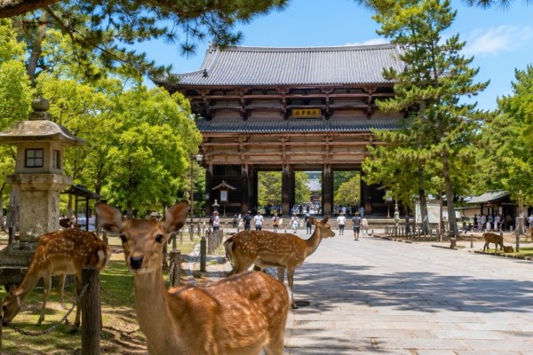 Japonya’da Bahar Rüyası resmi